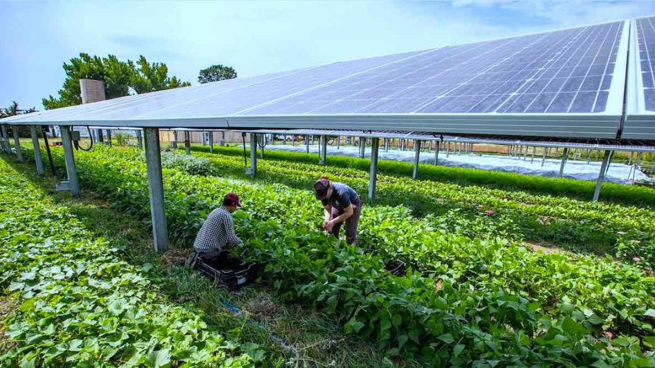 Solar Panels for Sustainable Agriculture
